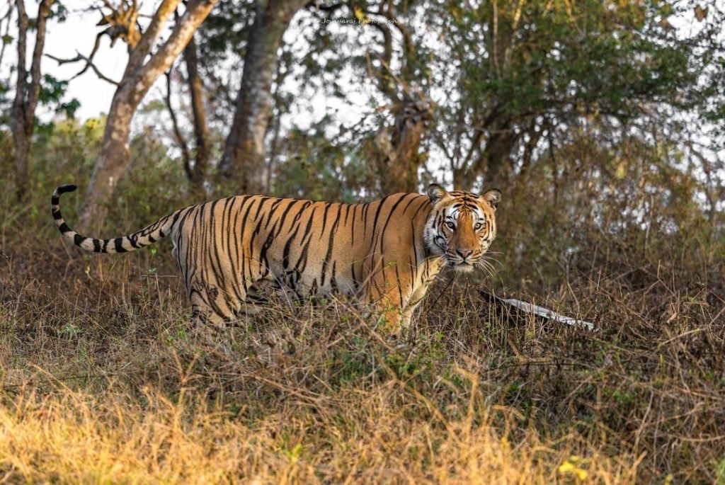 bandipur national park