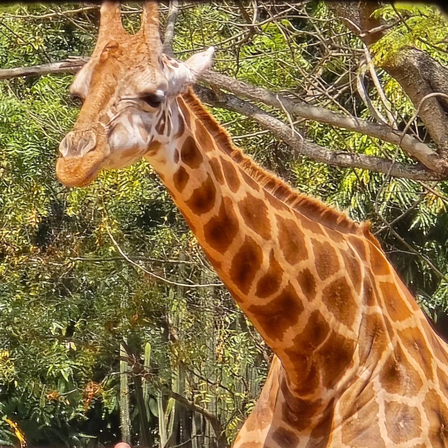 Mysore zoo, Mysore Tourist Places