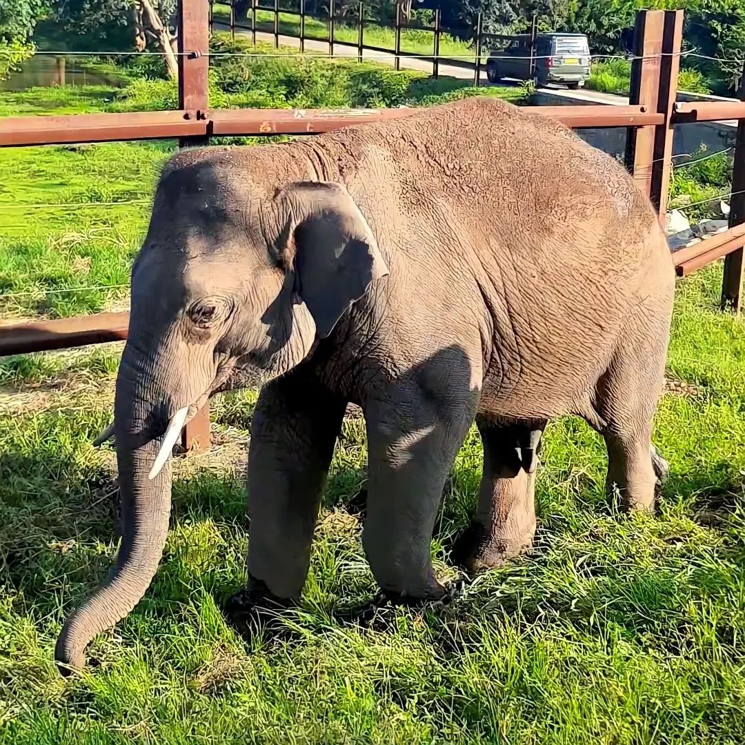 Bannerghatta National Park, Fun Activities In Bangalore