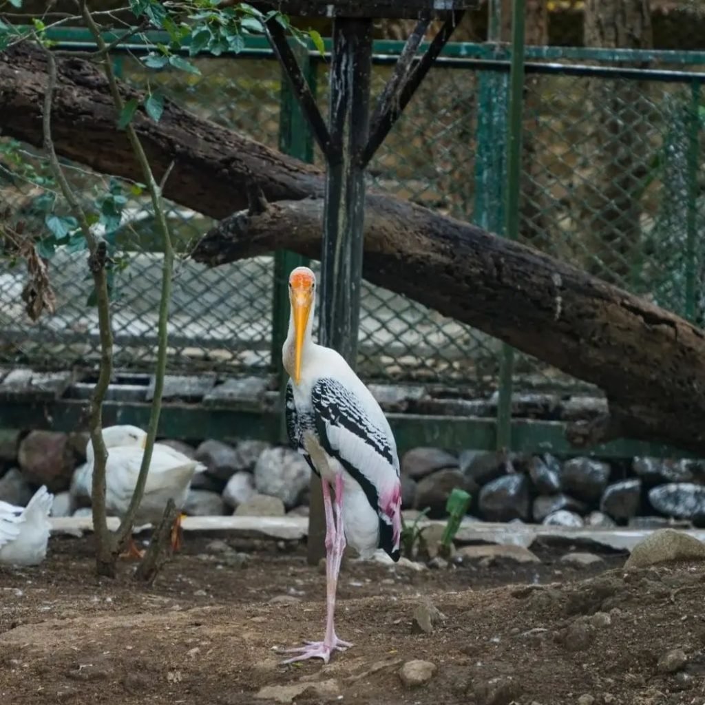 Bannerghatta National Park