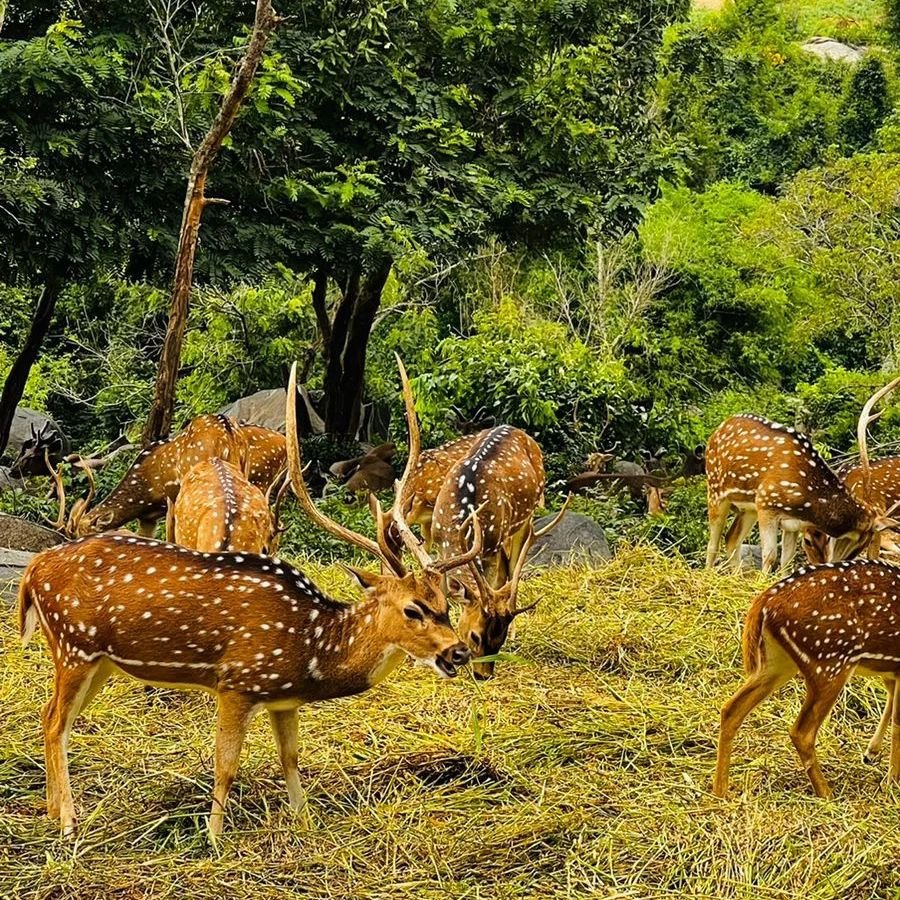 Bannerghatta National Park,Nature Places In Bangalore, Muninagara Dam