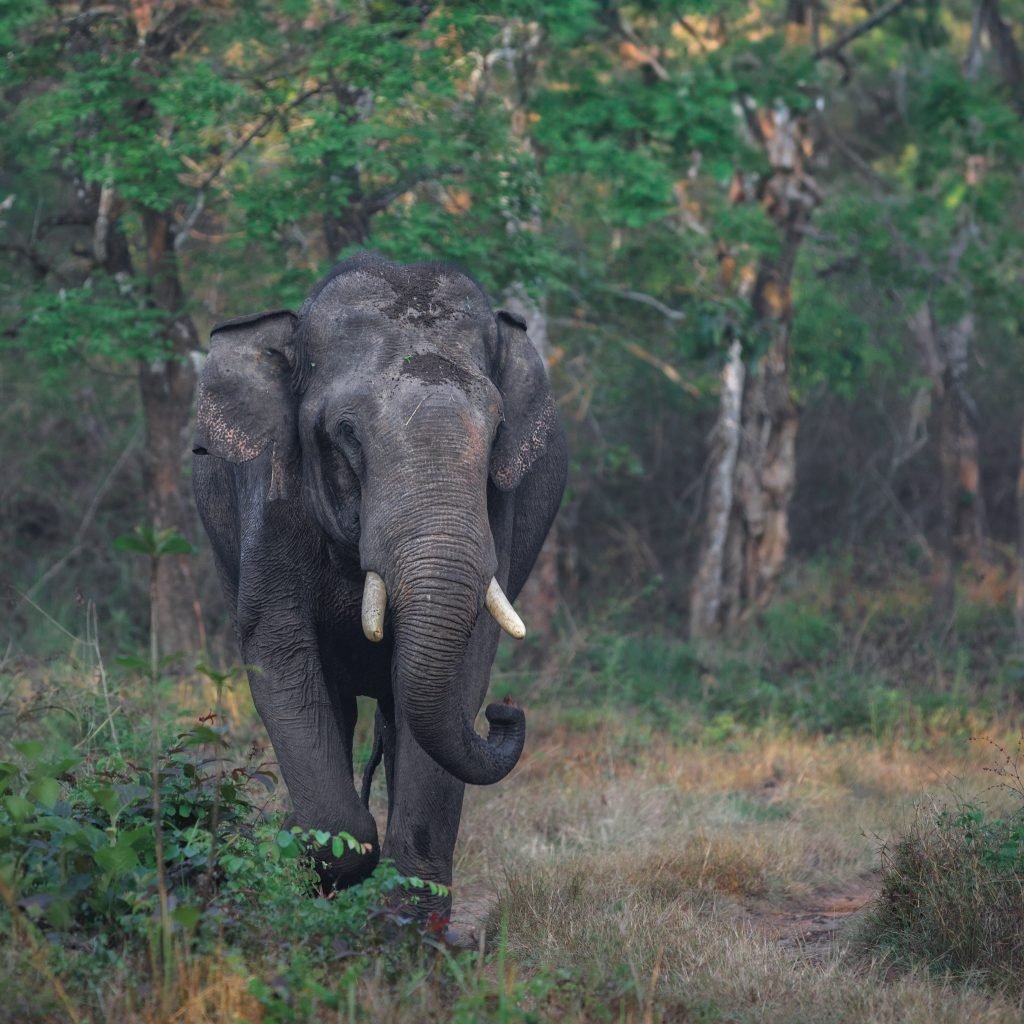 Bandipur National Park Elephant
