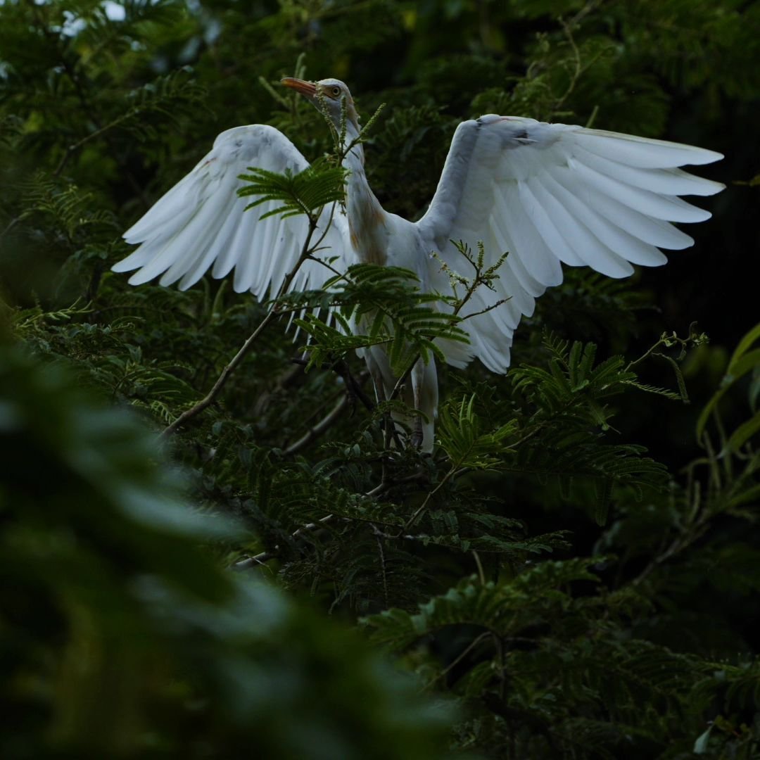 Ranganathittu Bird Sanctuary