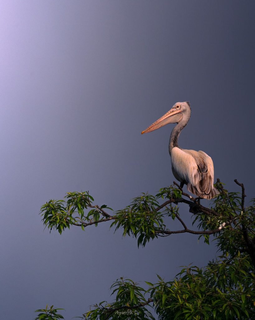 Ranganathittu Bird Sanctuary