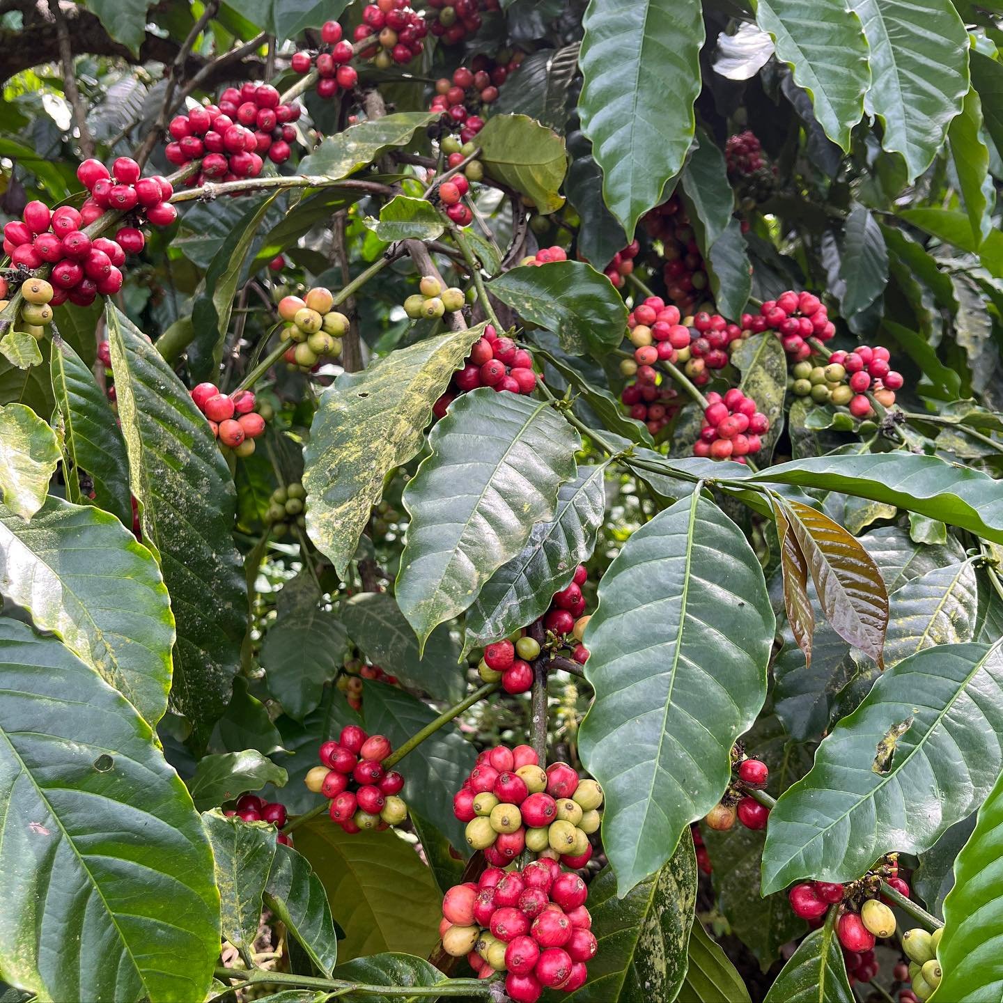 coffee plantation