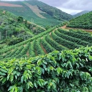 coffee plantation kemmangundi chikkamagaluru