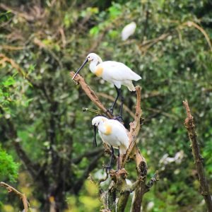 gudavi bird sanctuary